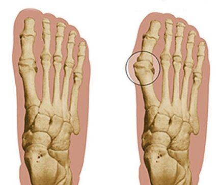 Development of the foot